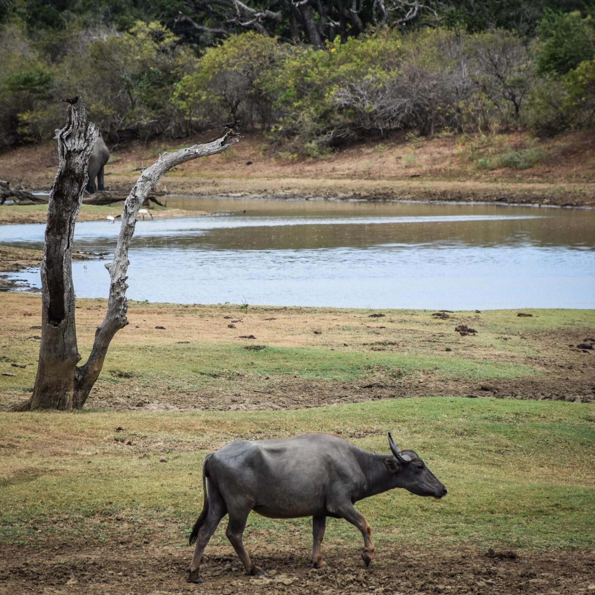 Village Mango Resort Yala Tissamaharama Eksteriør bilde